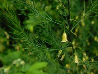 Asparagus officinalis 21, Asperge, Saxifraga-Ed Stikvoort