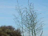 Asparagus officinalis 27, Asperge, Saxifraga-Ed Stikvoort