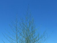 Asparagus officinalis 28, Asperge, Saxifraga-Ed Stikvoort