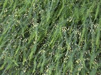 Asparagus officinalis 30, Asperge, Saxifraga-Roel Meijer