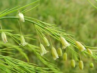 Asparagus officinalis 5, Asperge, Saxifraga-Rutger Barendse