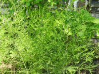 Asparagus officinalis 6, Asperge, Saxifraga-Rutger Barendse