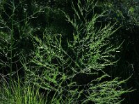 Asparagus officinalis 8, Asperge, Saxifraga-Ed Stikvoort