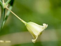 Asparagus officinalis ssp prostratus 35, Liggende asperge, Saxifraga-Sonja Bouwman  893. Liggende asperge - Asparagus officinalis ssp. prostratus - Asparagaceae familie (i) Zanderij (Maarn), Vlaggenduin (Katwijk aan Zee)