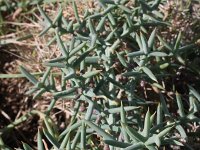Asparagus stipularis 2, Saxifraga-Rutger Barendse