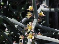 Asparagus stipularis 3, Saxifraga-Rutger Barendse