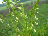 Asparagus tenuifolius 1, Saxifraga-Jasenka Topic