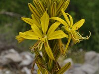Asphodeline lutea 32, Saxifraga-Harry Jans