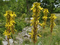 Asphodeline lutea 35, Saxifraga-Harry Jans