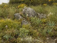 Asphodelus albus 10, Saxifraga-Jan van der Straaten