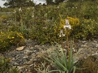 Asphodelus albus 11, Saxifraga-Jan van der Straaten