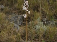 Asphodelus albus 13, Saxifraga-Willem van Kruijsbergen