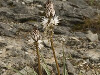Asphodelus albus 14, Saxifraga-Willem van Kruijsbergen