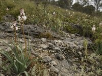 Asphodelus albus 15, Saxifraga-Willem van Kruijsbergen