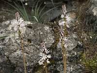 Asphodelus albus 16, Saxifraga-Willem van Kruijsbergen
