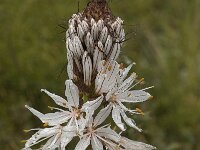 Asphodelus albus 18, Saxifraga-Willem van Kruijsbergen