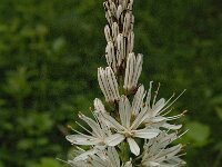 Asphodelus albus 2, Saxifraga-Jan van der Straaten