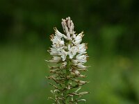 Asphodelus albus 20, Saxifraga-Dirk Hilbers