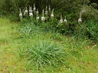 Asphodelus albus 22, Saxifraga-Rutger Barendse