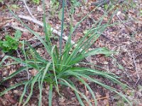 Asphodelus albus 23, Saxifraga-Rutger Barendse
