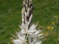 Asphodelus albus 24, Saxifraga-Harry Jans