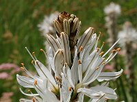 Asphodelus albus 25, Saxifraga-Harry Jans