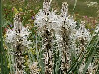 Asphodelus albus 26, Saxifraga-Harry Jans