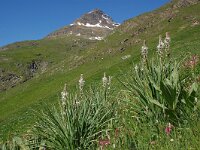 Asphodelus albus 27, Saxifraga-Harry Jans