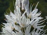 Asphodelus albus 3, Saxifraga-Marijke Verhagen