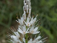 Asphodelus albus 33, Saxifraga-Willem van Kruijsbergen