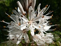 Asphodelus albus 35, Saxifraga-Hans Grotenhuis