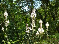 Asphodelus albus 36, Saxifraga-Hans Grotenhuis