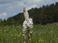 Asphodelus albus 4, Saxifraga-Marijke Verhagen