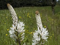 Asphodelus albus 5, Saxifraga-Marijke Verhagen