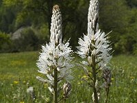 Asphodelus albus 6, Saxifraga-Marijke Verhagen
