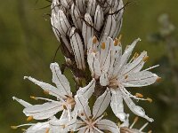 Asphodelus albus 7, Saxifraga-Willem van Kruijsbergen