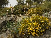 Asphodelus albus 8, Saxifraga-Jan van der Straaten