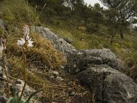 Asphodelus albus 9, Saxifraga-Jan van der Straaten