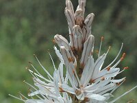 Asphodelus albus ssp villarsii 19, Saxifraga-Jan van der Straaten