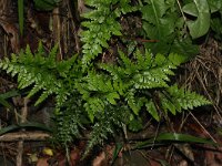 Asplenium adiantum-nigrum 10, Zwartsteel, Saxifraga-Rutger Barendse