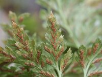 Asplenium adiantum-nigrum 7, Zwartsteel, Saxifraga-Rutger Barendse