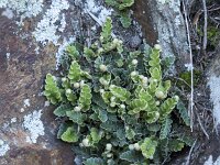 Asplenium ceterach 41, Schubvaren, Saxifraga-Willem van Kruijsbergen