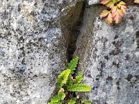 Asplenium ceterach 42, Schubvaren, Saxifraga-Ben Delbaere