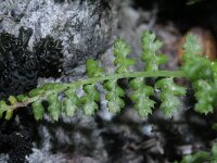 Asplenium fontanum 3, Genaalde streepvaren, Saxifraga-Rutger Barendse