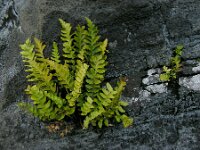 Asplenium marinum 2, Saxifraga-Ed Stikvoort