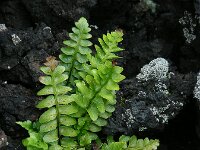 Asplenium marinum 4, Saxifraga-Ed Stikvoort