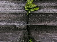 Asplenium marinum 5, Saxifraga-Ed Stikvoort