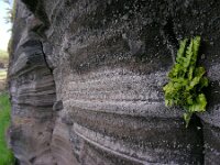 Asplenium marinum 6, Saxifraga-Ed Stikvoort
