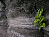 Asplenium marinum 8, Saxifraga-Ed Stikvoort