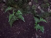 Asplenium onopteris 10, Saxifraga-Ed Stikvoort